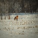 The Quick Red Fox by farmreporter