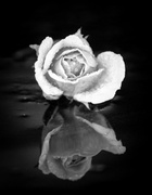 2nd Feb 2014 - Rose reflection
