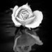 Rose reflection by flyrobin