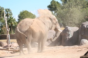 2nd Feb 2014 - Elephant