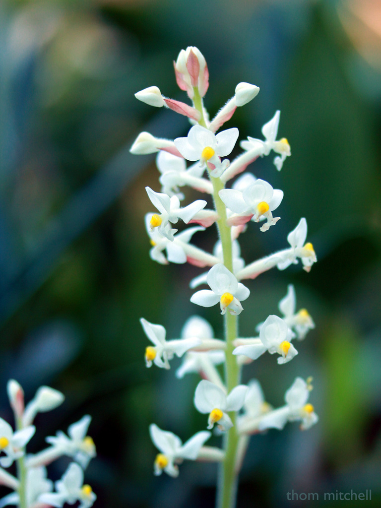 Jewel orchid by rhoing