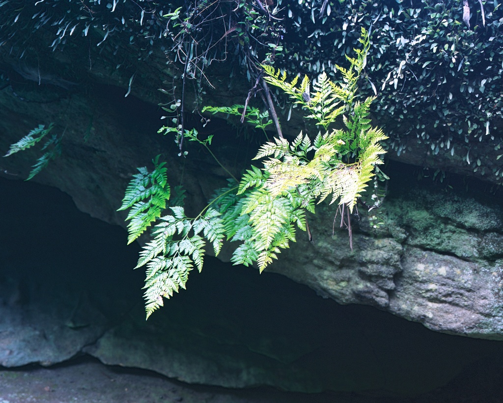 Fern on rock by peterdegraaff