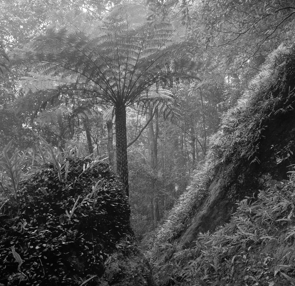 Rainforest in the clouds by peterdegraaff