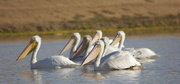 2nd Feb 2014 - Pelicans - their beak can hold more than their belly can!