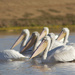 Pelicans - their beak can hold more than their belly can! by jamibann