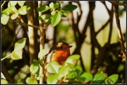 2nd Feb 2014 - My friendly garden robin