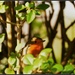My friendly garden robin by rosiekind