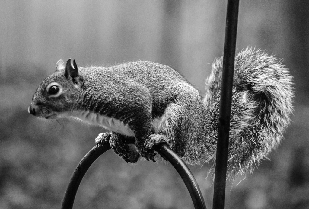 Squirrel Yoga: Wounded Warrior Pose by darylo