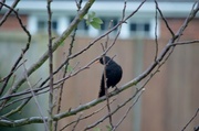 24th Feb 2014 - Another Blackbird