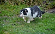 25th Feb 2014 - Cat on the prowl