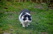 26th Feb 2014 - Cat on the prowl 2