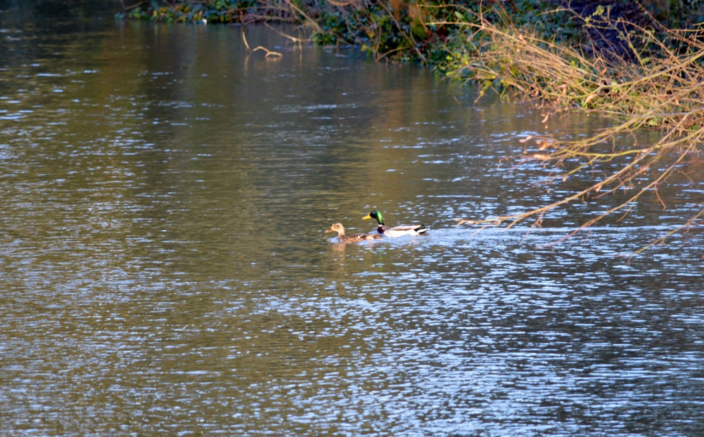 Ducks in a flooded river by motorsports