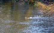 3rd Mar 2014 - Ducks in a flooded river