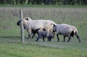 5th Mar 2014 - Sheep and Lambs