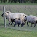 Sheep and Lambs by motorsports