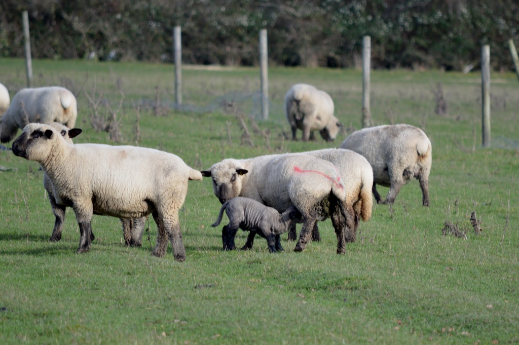 Lamb feeding from sheep by motorsports