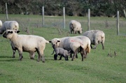 6th Mar 2014 - Lamb feeding from sheep