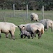 Lamb feeding from sheep by motorsports