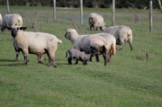 7th Mar 2014 - A nursing Lamb