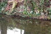 2nd Feb 2014 - Snowdrops along the banks of the  Tavistock Canal