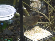 1st Feb 2014 - bird enjoying lovely seeds