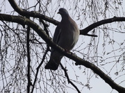 2nd Feb 2014 - Pigeon
