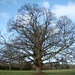 Missenden Tree by bulldog