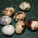 Quail eggs by callymazoo