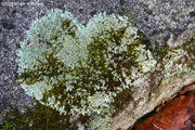2nd Feb 2014 - I Love Lichen