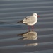Simple seagull by busylady