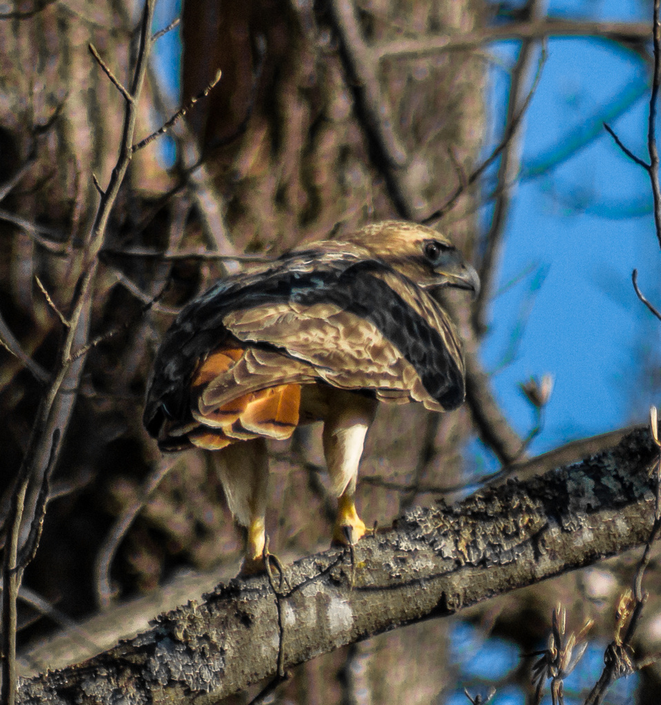 Red-Tailed Hawk Ready for Super Bowl by darylo