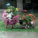 Flower display by bruni