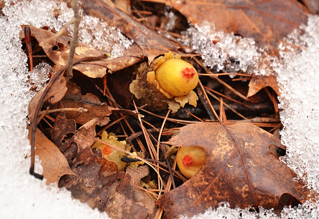 postcard under snow by francoise