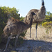Emu Crossing by sugarmuser