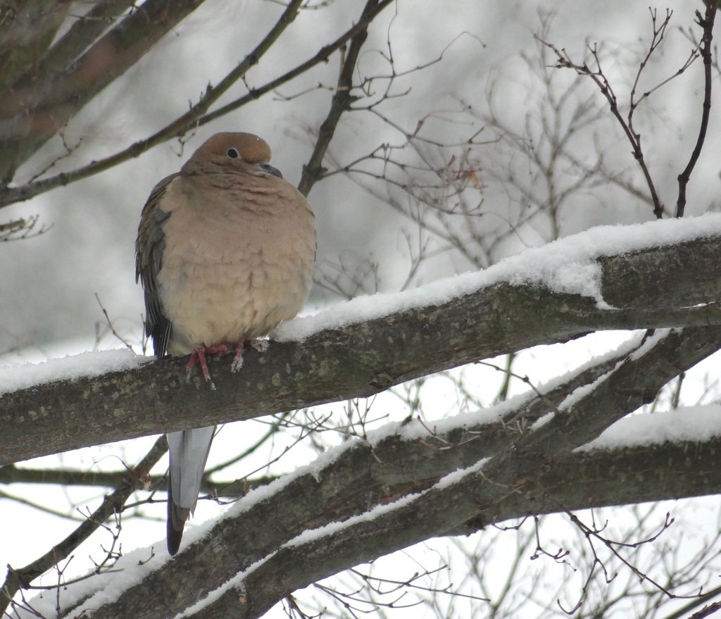 Mourning Dove in a Snowy Tree by annepann
