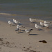 Birds at the beach by gosia