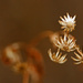 Winter Wildflowers by mzzhope