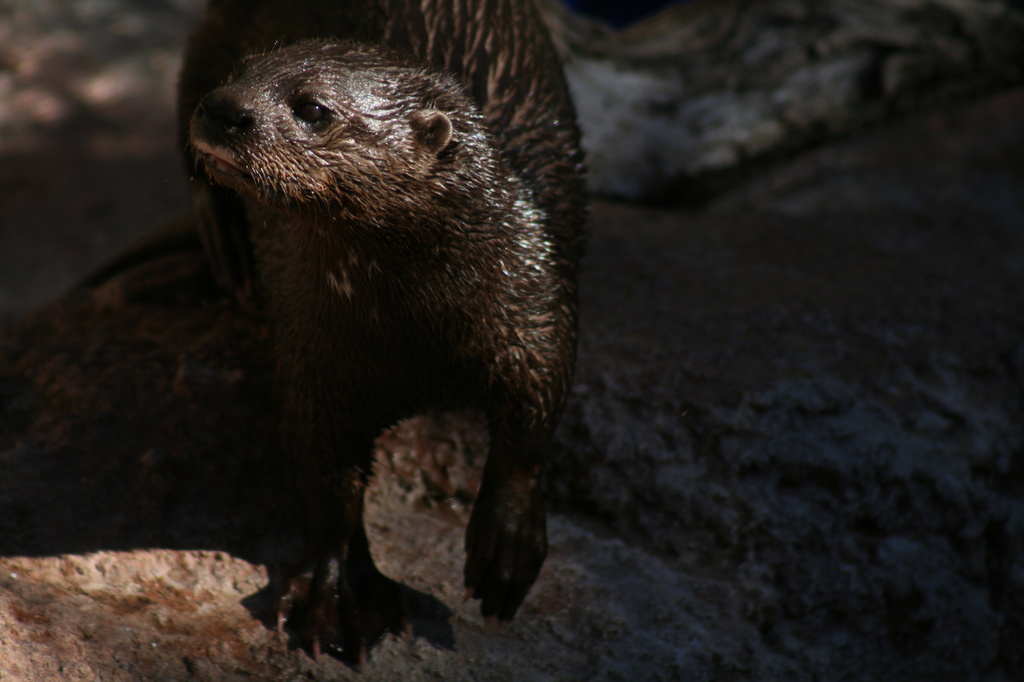 Otter by kerristephens