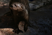 3rd Feb 2014 - Otter