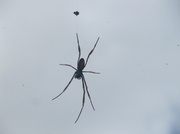 3rd Feb 2014 - Letter Box Guard Spider.