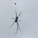 Letter Box Guard Spider. by happysnaps