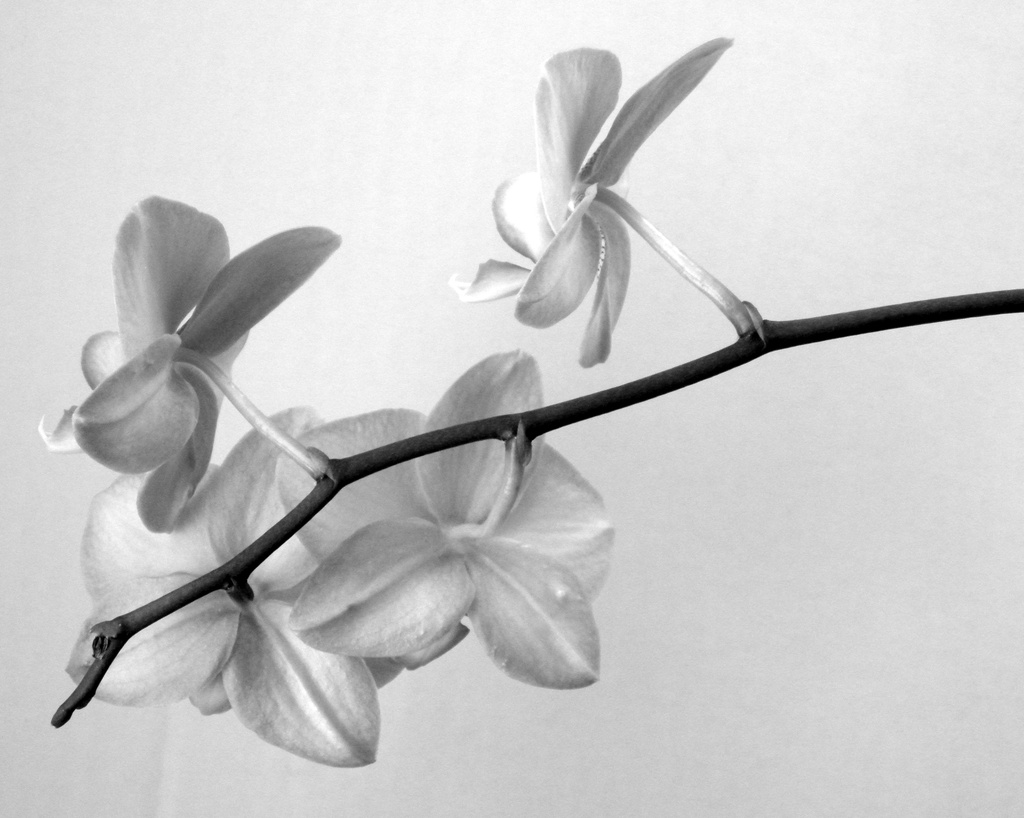 Orchid in black and white by daisymiller