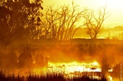 3rd Feb 2014 - Rising mist on the swamp