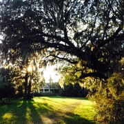 3rd Feb 2014 - Magnolia Gardens, Charleston, SC