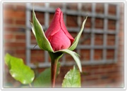 3rd Feb 2014 - a perfect rosebud..........