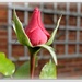 a perfect rosebud.......... by quietpurplehaze