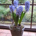  Blue Hyacinths by susiemc