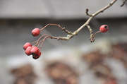 3rd Feb 2014 - Hawthorn berries