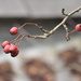 Hawthorn berries by overalvandaan