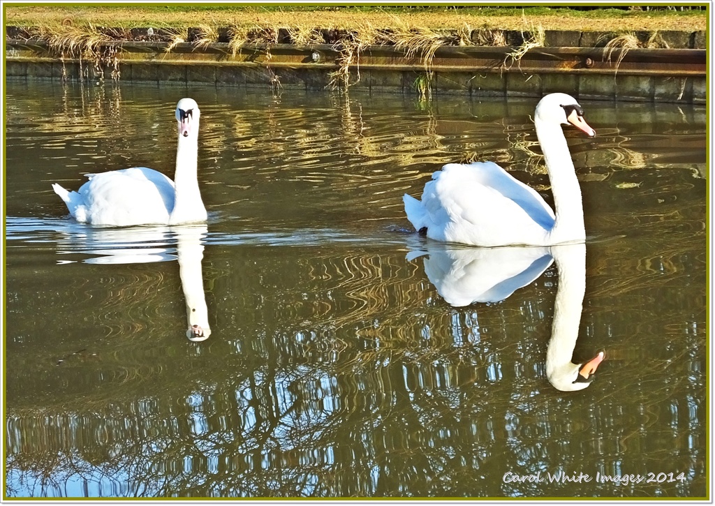 Swans by carolmw